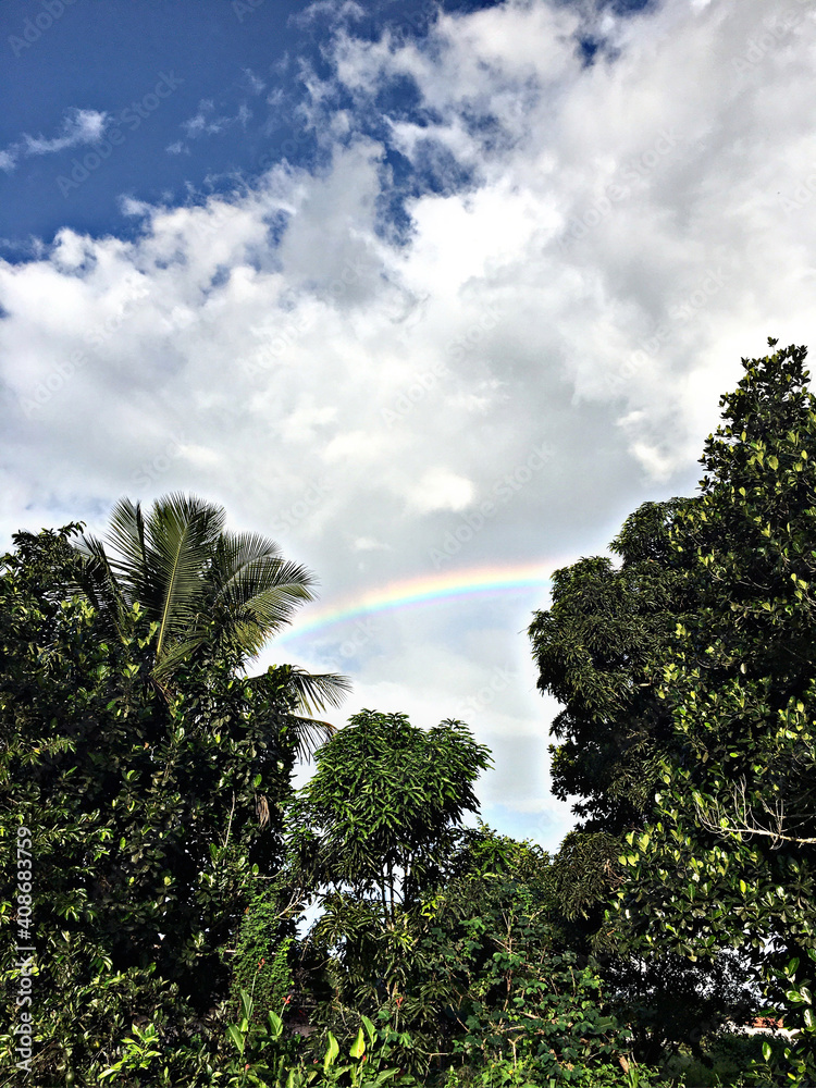 Obraz premium trees and sky