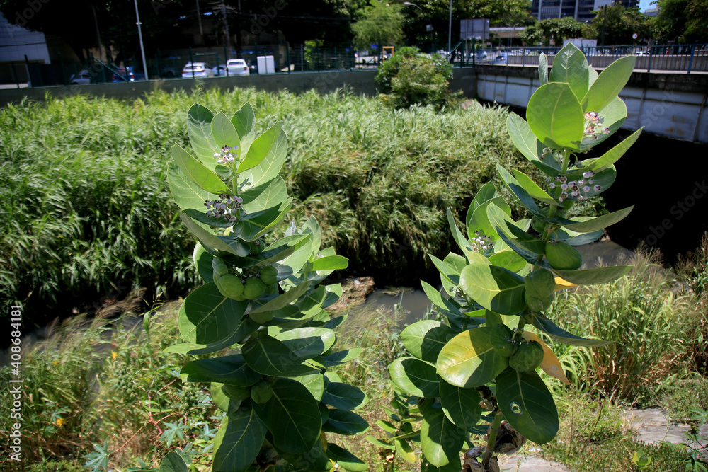 Myrde episode lave et eksperiment salvador, bahia, brazil - january 25, 2021: calotropis procera plant is  seen in the city of Salvador. The green unripe fruits have a toxic milky sap.  Stock Photo | Adobe Stock