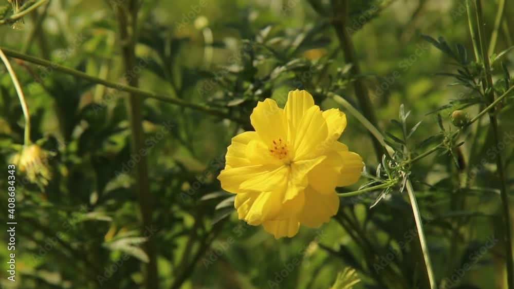close up of cosmos caudatus or yellow ray flower in garden. annual plant in the genus Cosmos. wild flower beauty on blurry leaf background close up of cosmos caudatus or yellow ray flower in garden. annual plant in the genus Cosmos. wild flower beauty on blurry leaf background