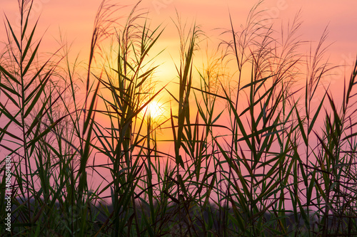 sunset in the grass