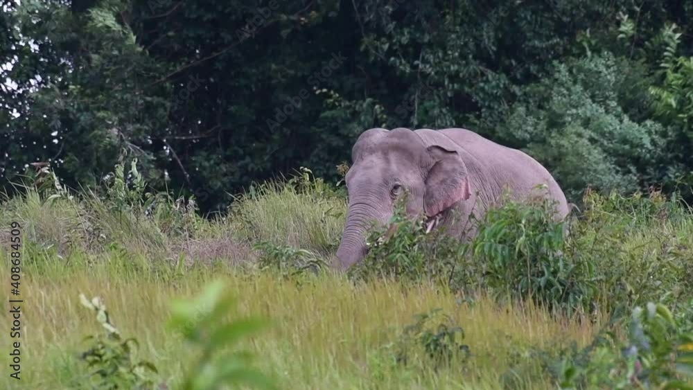 Indian Elephant, Elephas maximus indicus, Khao Yai National Park, Thailand; facing to the left then turns to its right to walk away during a very windy afternoon. Indian Elephant, Elephas maximus indicus, Khao Yai National Park, Thailand; facing to the left then turns to its right to walk away during a very windy afternoon.