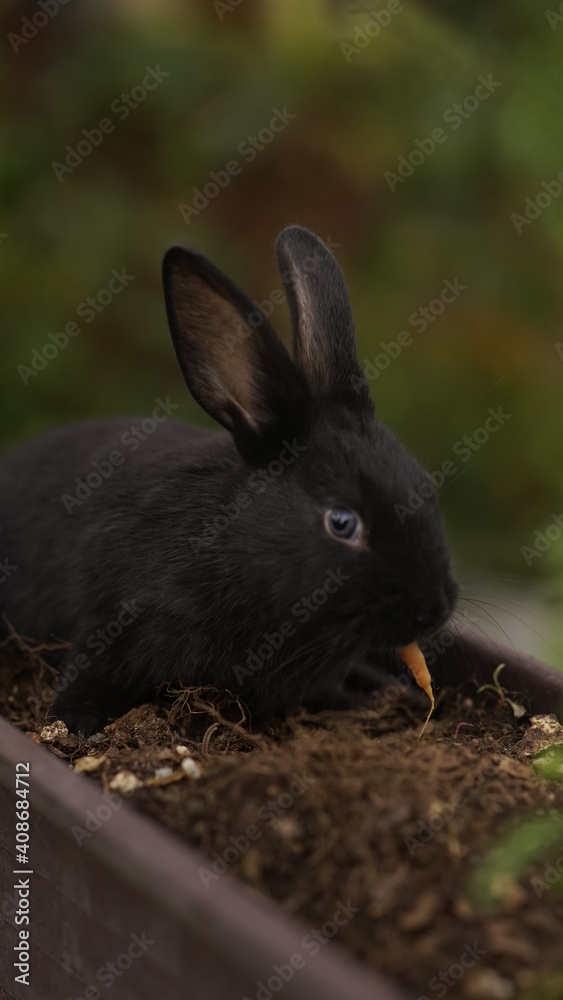 Fototapeta premium rabbit in the grass