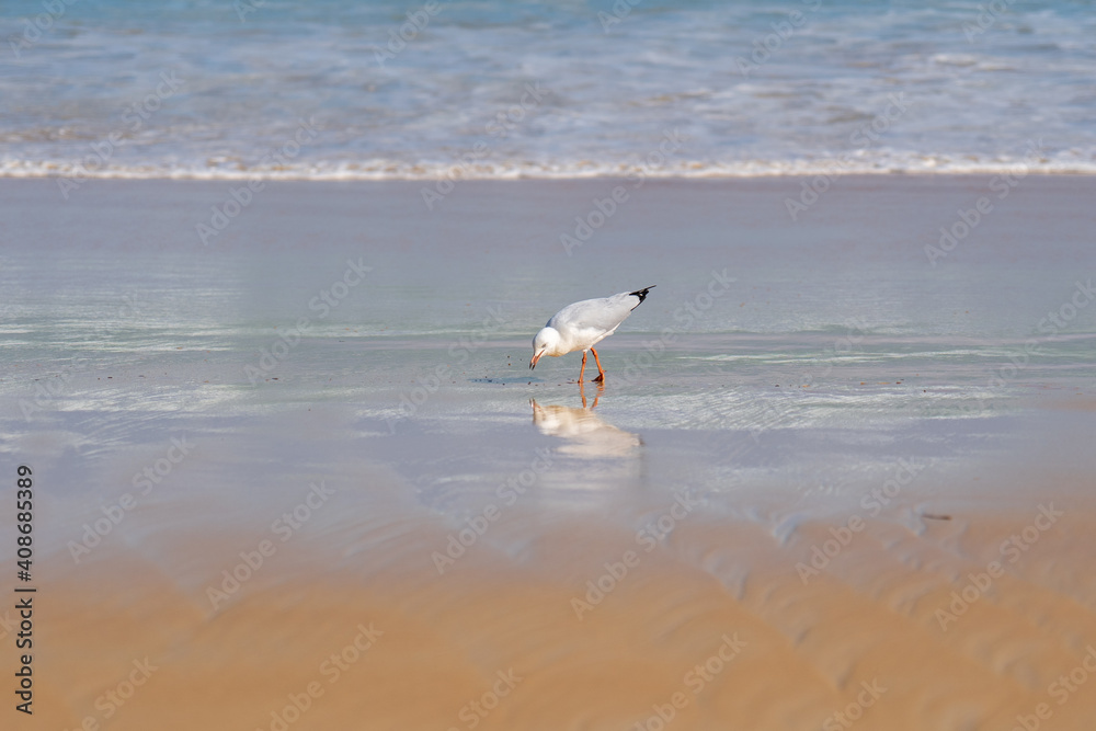 Seagull standing on the beach with selective focus, portrait against sea shore beach Seagull standing on the beach with selective focus, portrait against sea shore beach