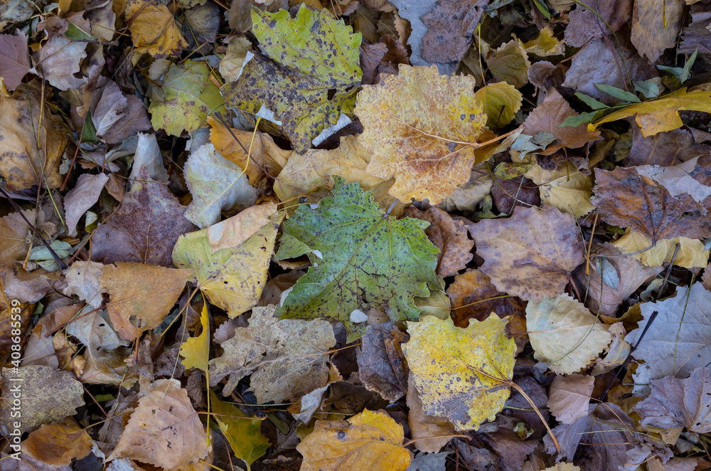 autumn leaves on the ground.  Autumn leaves in forest.	
