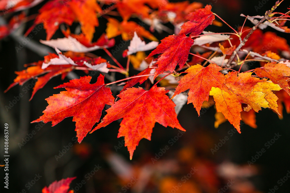Maple tree branch turning colors in early October Maple tree branch turning colors in early October