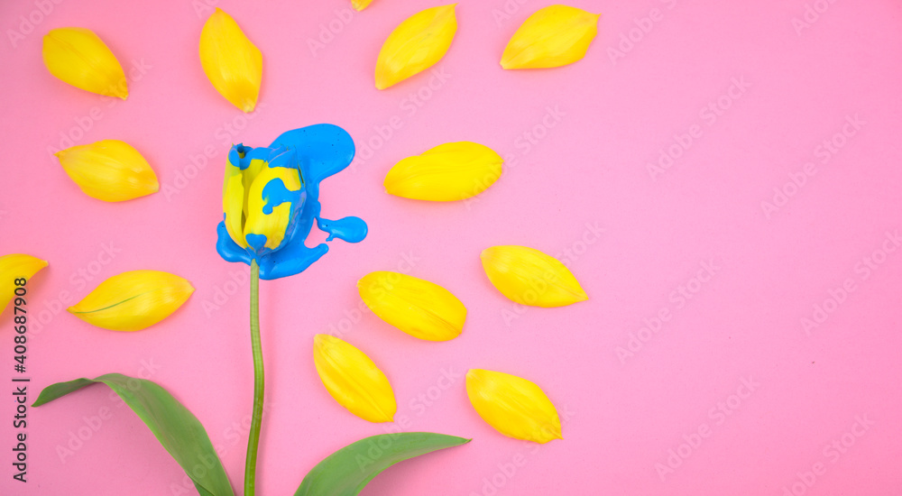 Acrylic dripping on yellow tulip flower flat lay on clear pink background. Vivid colorful candy ink medium color blue on floral.