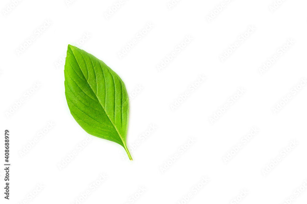 Fresh basil leaf isolated Fresh basil leaf isolated