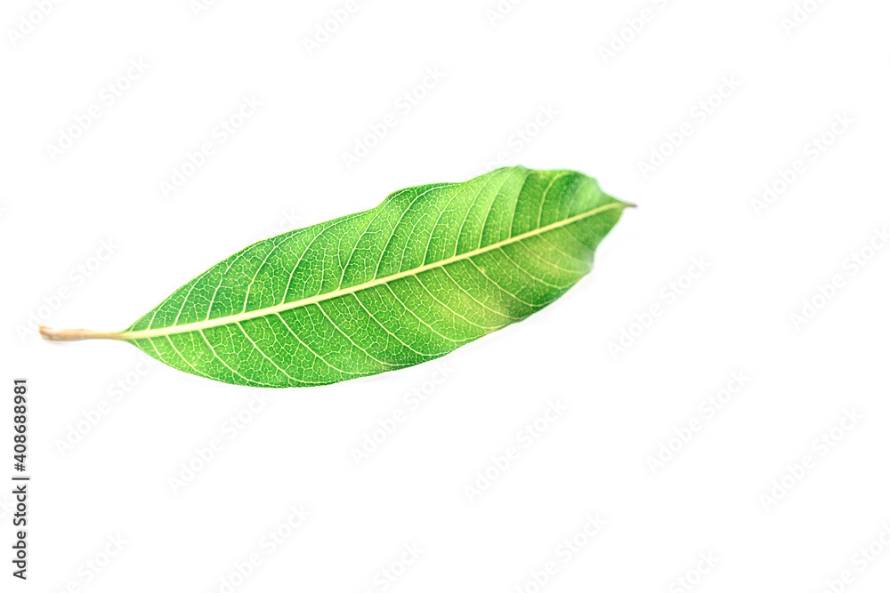Obraz premium Mango leaf isolated