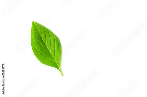 Fresh basil leaf isolated