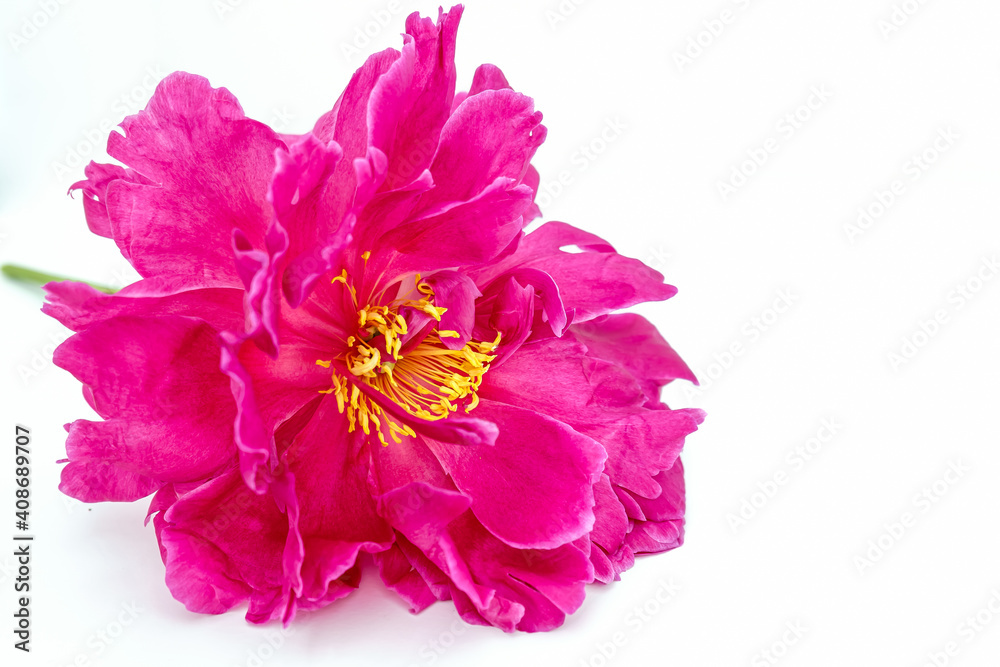 Bud of a tender pink peony on white background with copy space
