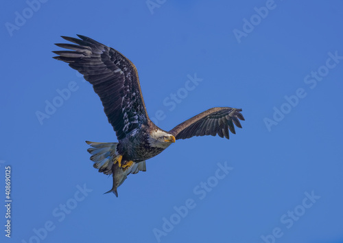 A Eagle Is Catching Fish