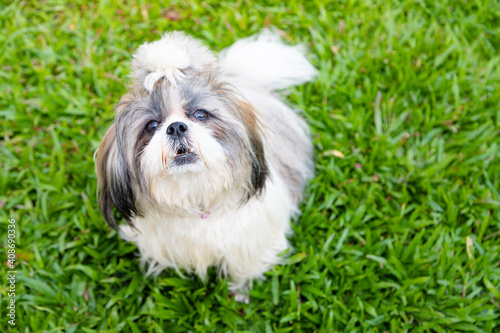 Lovely Female Shih Tzu dog on lawn