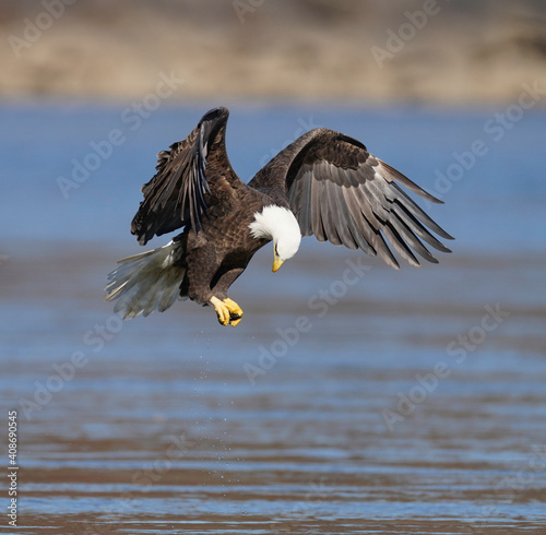 A Eagle Is Catching Fish