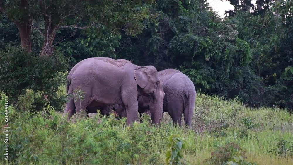 Indian Elephant, Elephas maximus indicus, Khao Yai National Park, Thailand; one standing still swinging its tail while the other adult moves back to give space to another. Indian Elephant, Elephas maximus indicus, Khao Yai National Park, Thailand; one standing still swinging its tail while the other adult moves back to give space to another.
