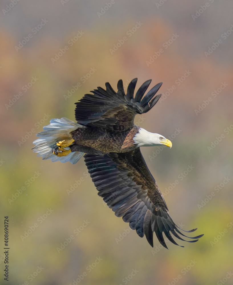 Obraz premium A Eagle Is Catching Fish