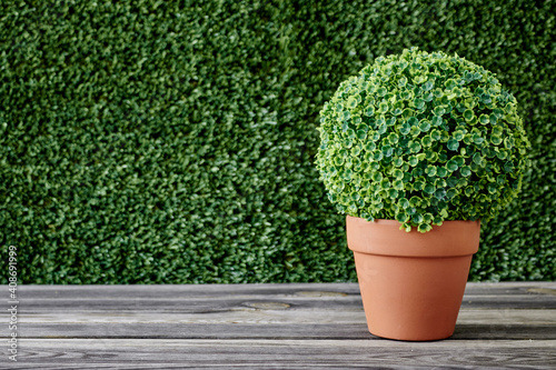 Potted Hedge Plant