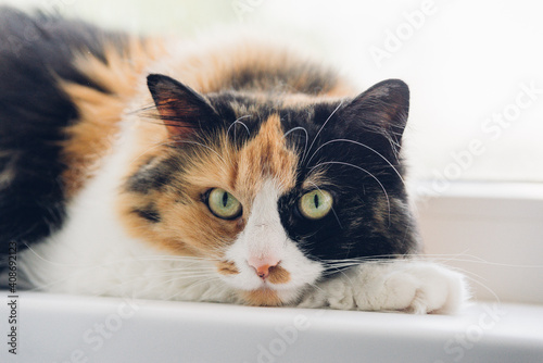 Young Turtle three-colored relaxing cat. Cat with green eyes lying on the windowsill looking at the camera.