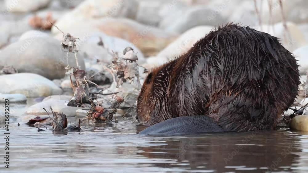 Beaver in the Canadian wilderness