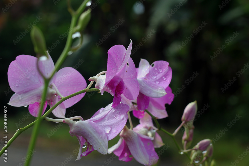 Purple Moon Orchid (Phalaenopsis amabilis) plants thrive in the yard.