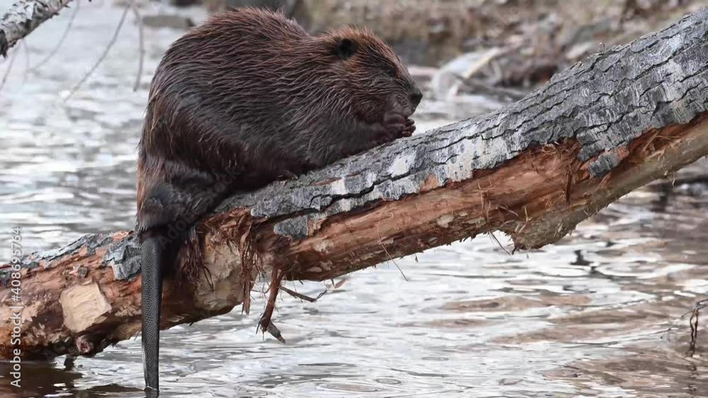 Beaver in the Canadian wilderness Beaver in the Canadian wilderness