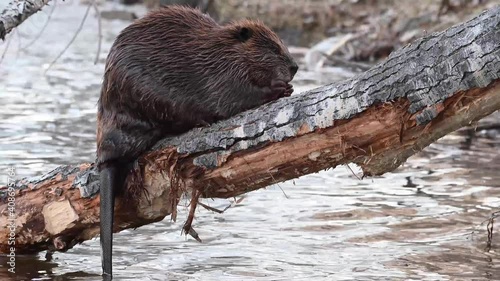 Beaver in the Canadian wilderness