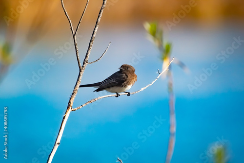 A black Phoebe taking a break photo