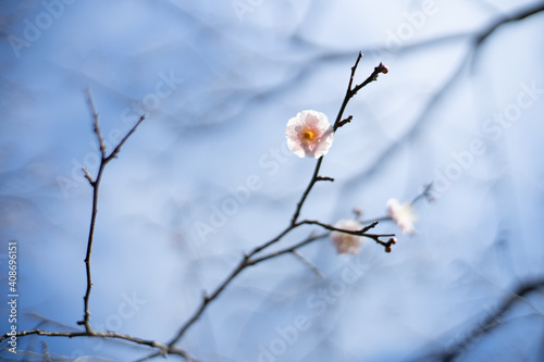 枝に咲く白梅を見上げる
