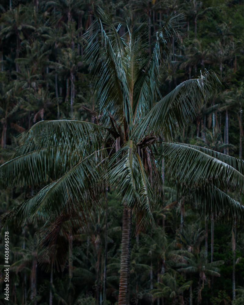 trees in the forest