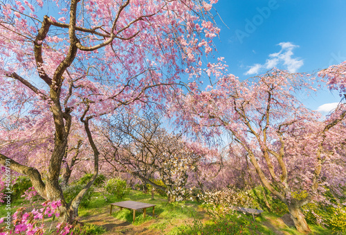 Beautiful cherry sakura flower blossom in garden with blue sky background