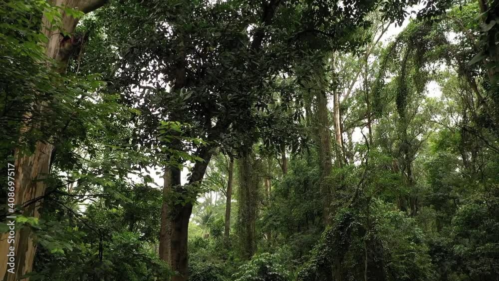 Beautiful green jungle forest of Portugal -wide reverse Beautiful green jungle forest of Portugal -wide reverse