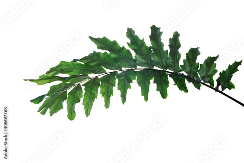 Dark green leaves of rare ornamental palm plant Wallichia palm or  Himalayan dwarf fishtail palm frond the humid forest plant isolated on white background with clipping path.