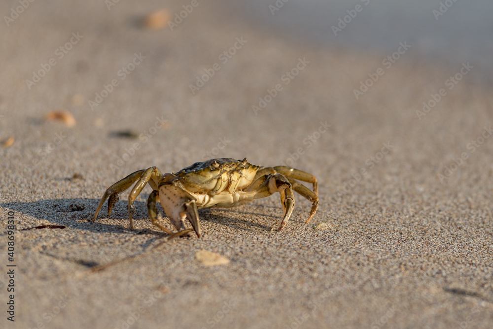 Close-up and selective focus on red sand crab at Tanjong Lobang beach, Miri, Sarawak, Borneo Close-up and selective focus on red sand crab at Tanjong Lobang beach, Miri, Sarawak, Borneo