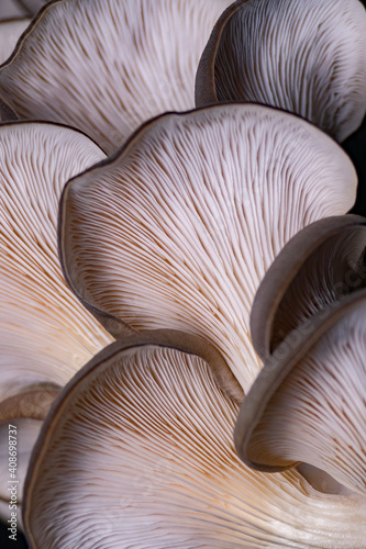 Mushrooms pattern background for design and decoration. Edible oyster mushrooms.