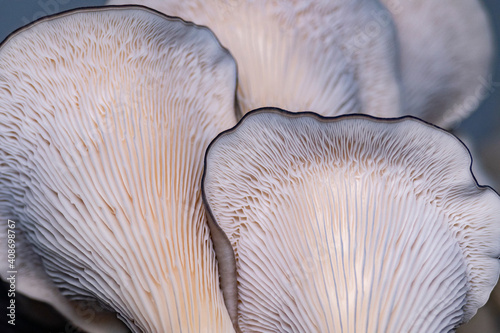 Mushrooms pattern background for design and decoration. Edible oyster mushrooms.