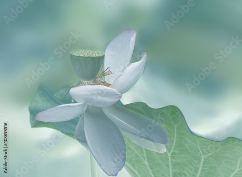 lotus