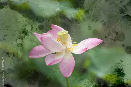 pink lotus in water