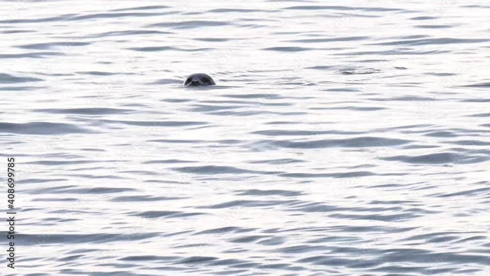 Harbour seal in the Pacific Ocean Harbour seal in the Pacific Ocean