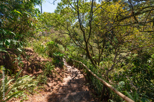 Stairs with wooden handrail in El Boquerón National Park, in the top of San Salvador Volcano in El Salvador. Rainforest in Central America.