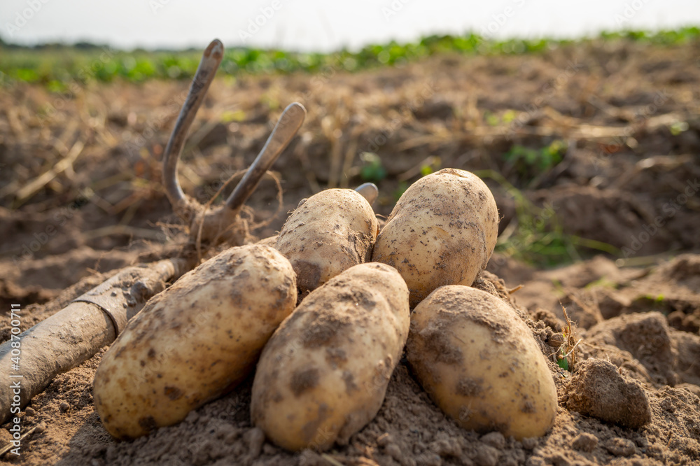 Newly dug potatoes in a farm field with hoe Newly dug potatoes in a farm field with hoe