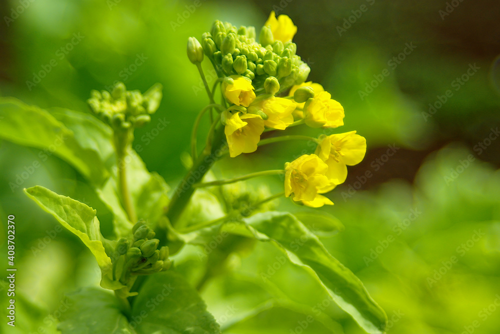 yellow flowers in the spring yellow flowers in the spring