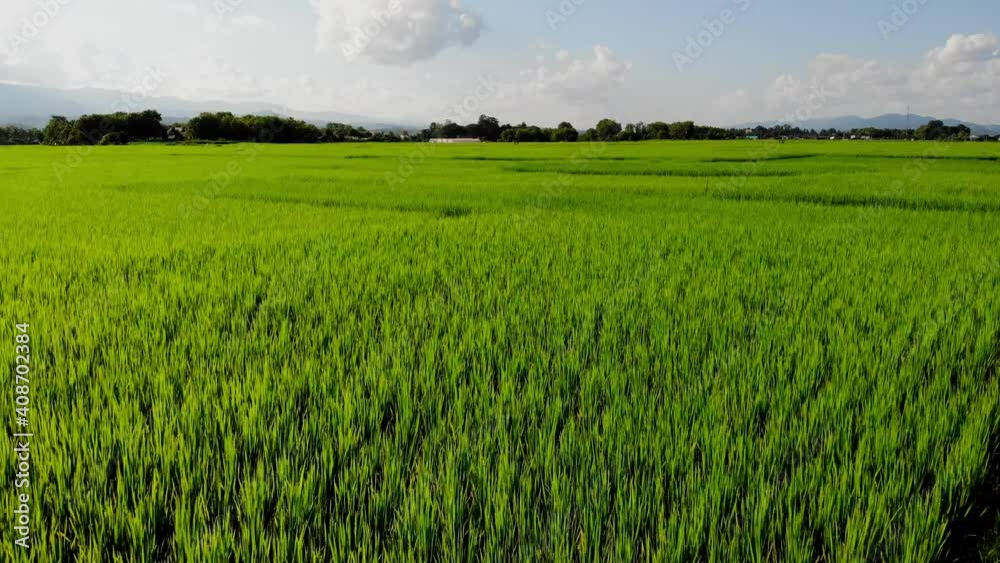 rice field in the morning,Green rice field and mountain natural scenery by drone aerial view rice field in the morning,Green rice field and mountain natural scenery by drone aerial view