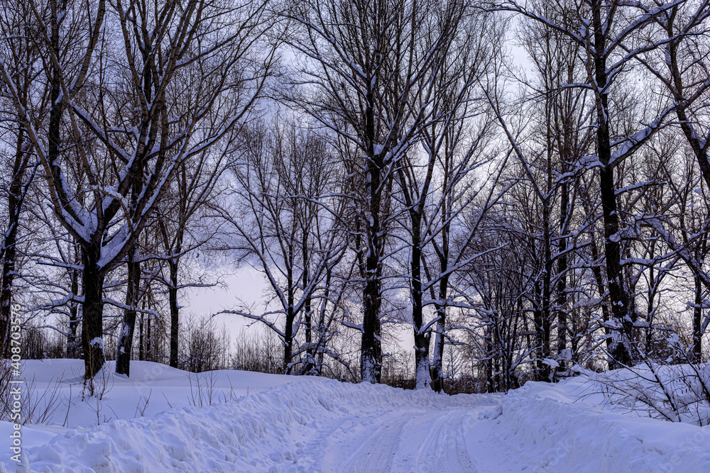 picturesque view of bare trees near snow covered road picturesque view of bare trees near snow covered road