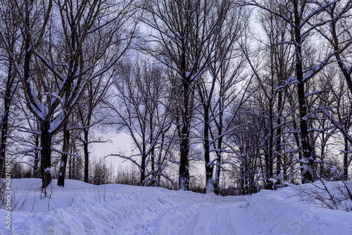 picturesque view of bare trees near snow covered road 