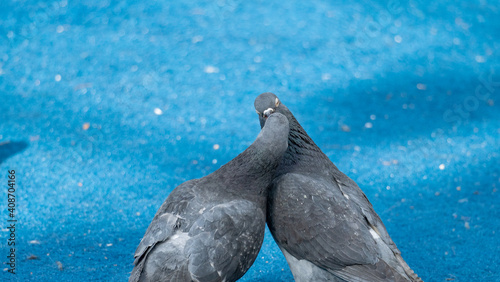 Two pigeons kissing each other in Bryant Park.