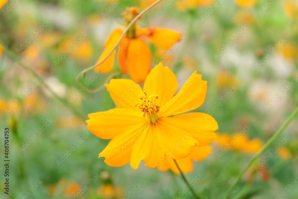 yellow flowers in the garden yellow flowers in the garden