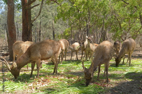 Timor deer are in the morning nusa tenggara timur