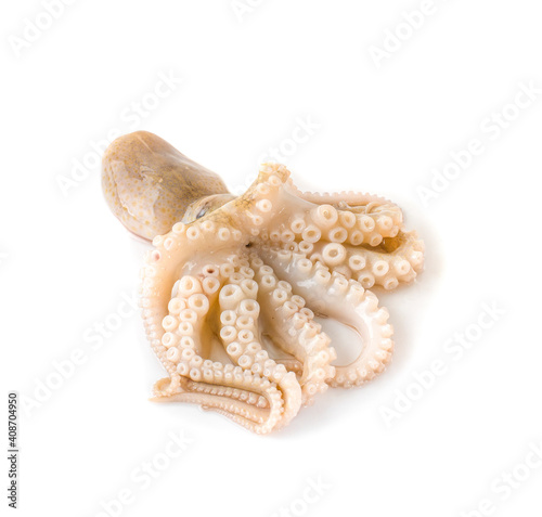 fresh octopus an isolated on a white background