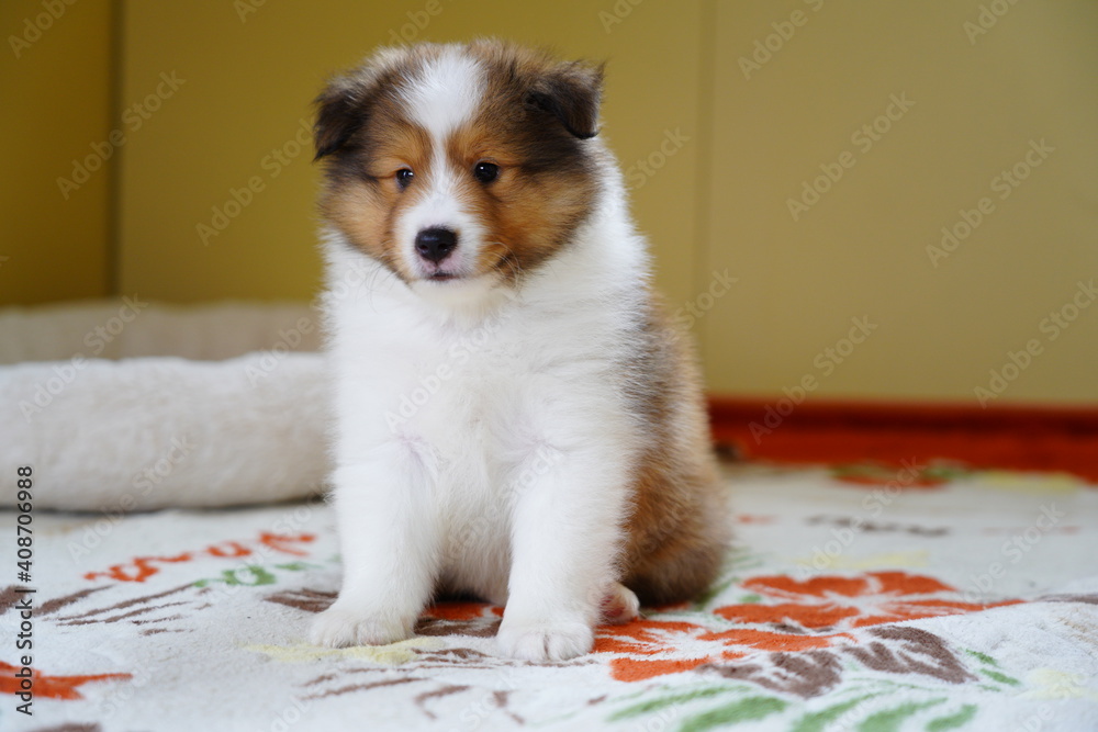 子犬