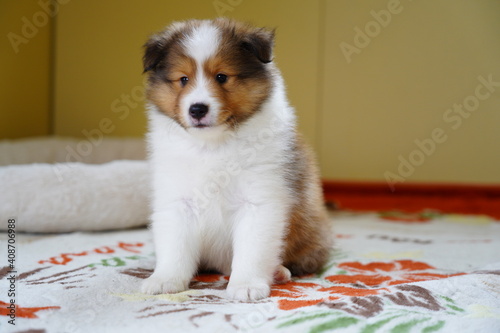 Obraz na płótnie 子犬 w salonie