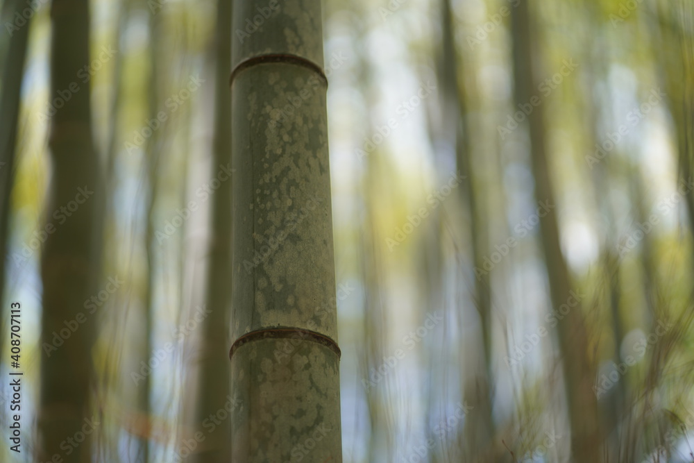 竹林 竹林